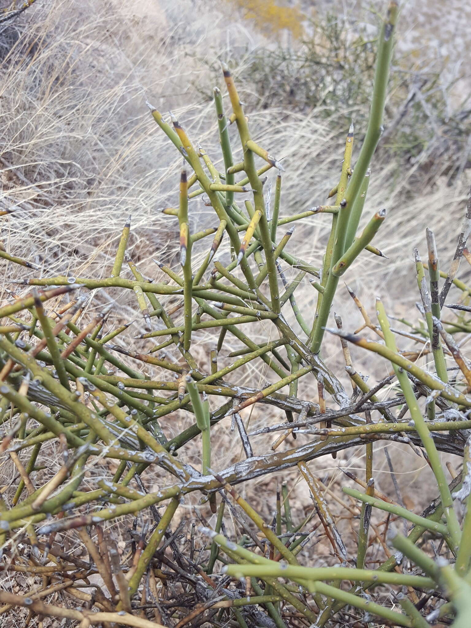 Image of crown of thorns