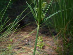 Imagem de Cyperus plukenetii Fernald