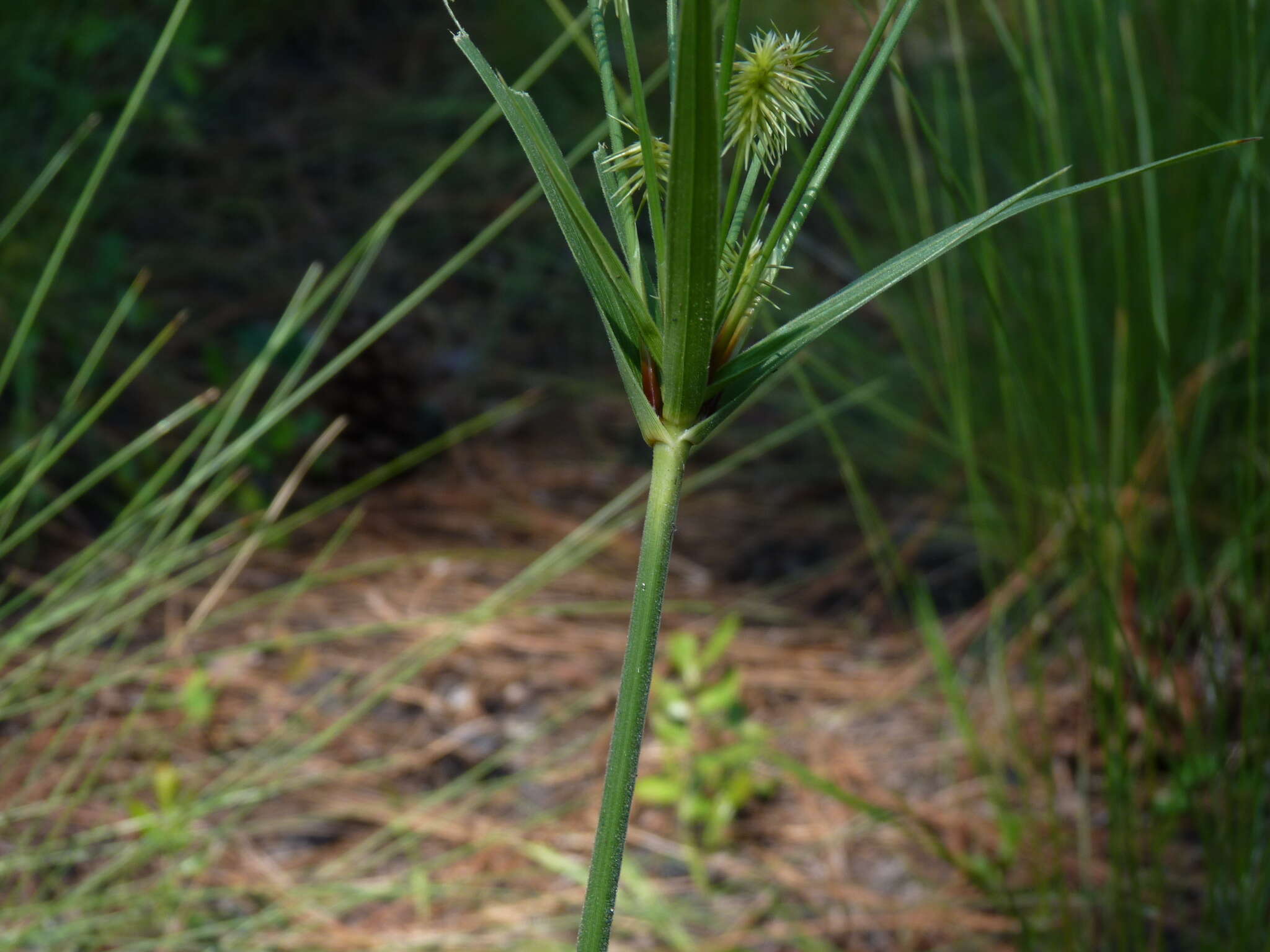 Imagem de Cyperus plukenetii Fernald