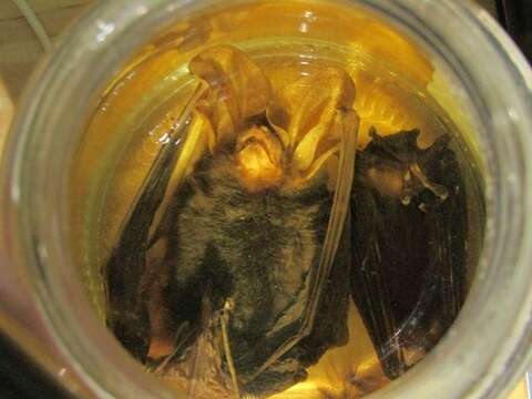 Image of Tropical Big-eared Brown Bat