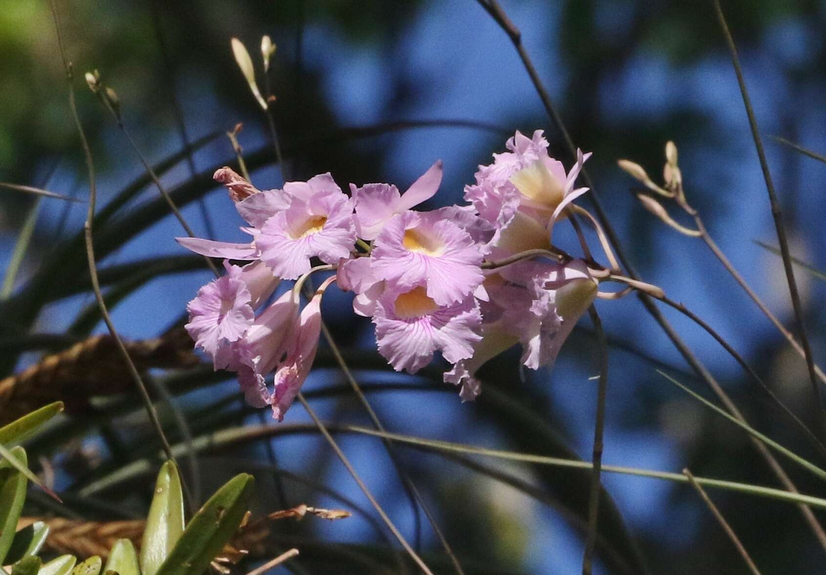 Image of Broughtonia lindenii (Lindl.) Dressler