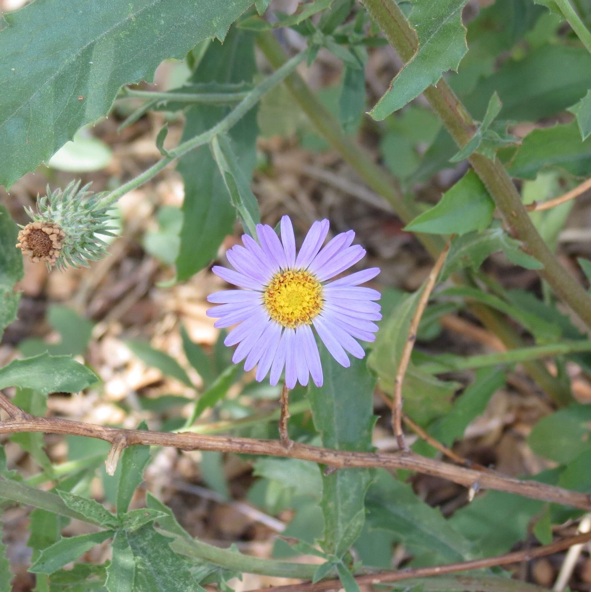 Imagem de Dieteria asteroides var. asteroides