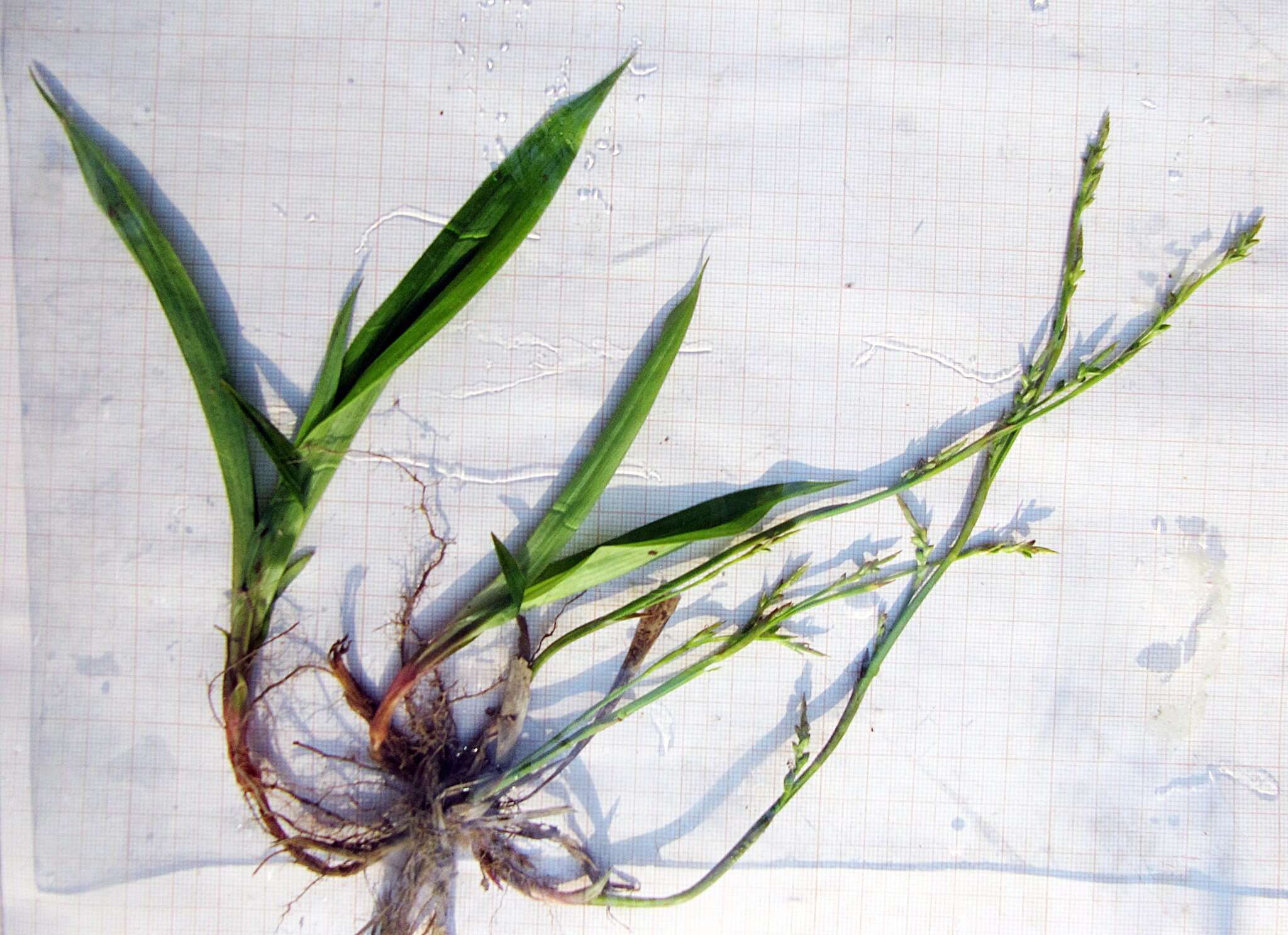 Image of Carex siderosticta Hance