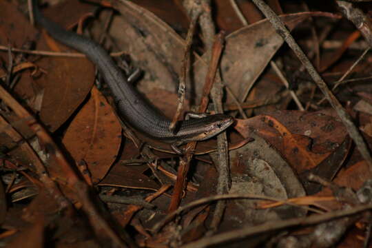 Image of South-western Cool-skink