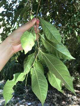 Ficus ampelas Burm. fil. resmi