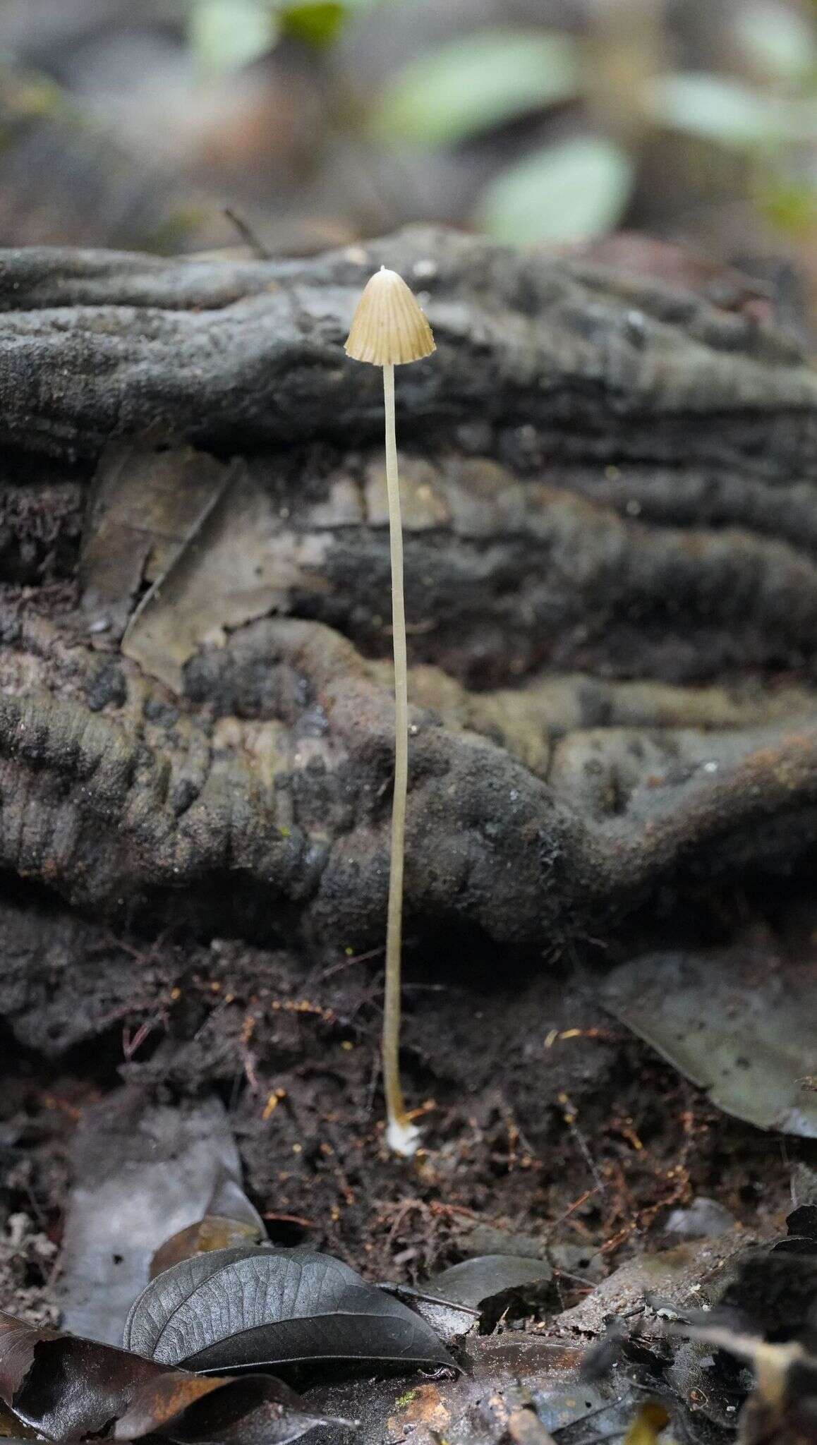 Image of Entoloma dragonosporum (Singer) E. Horak 1977