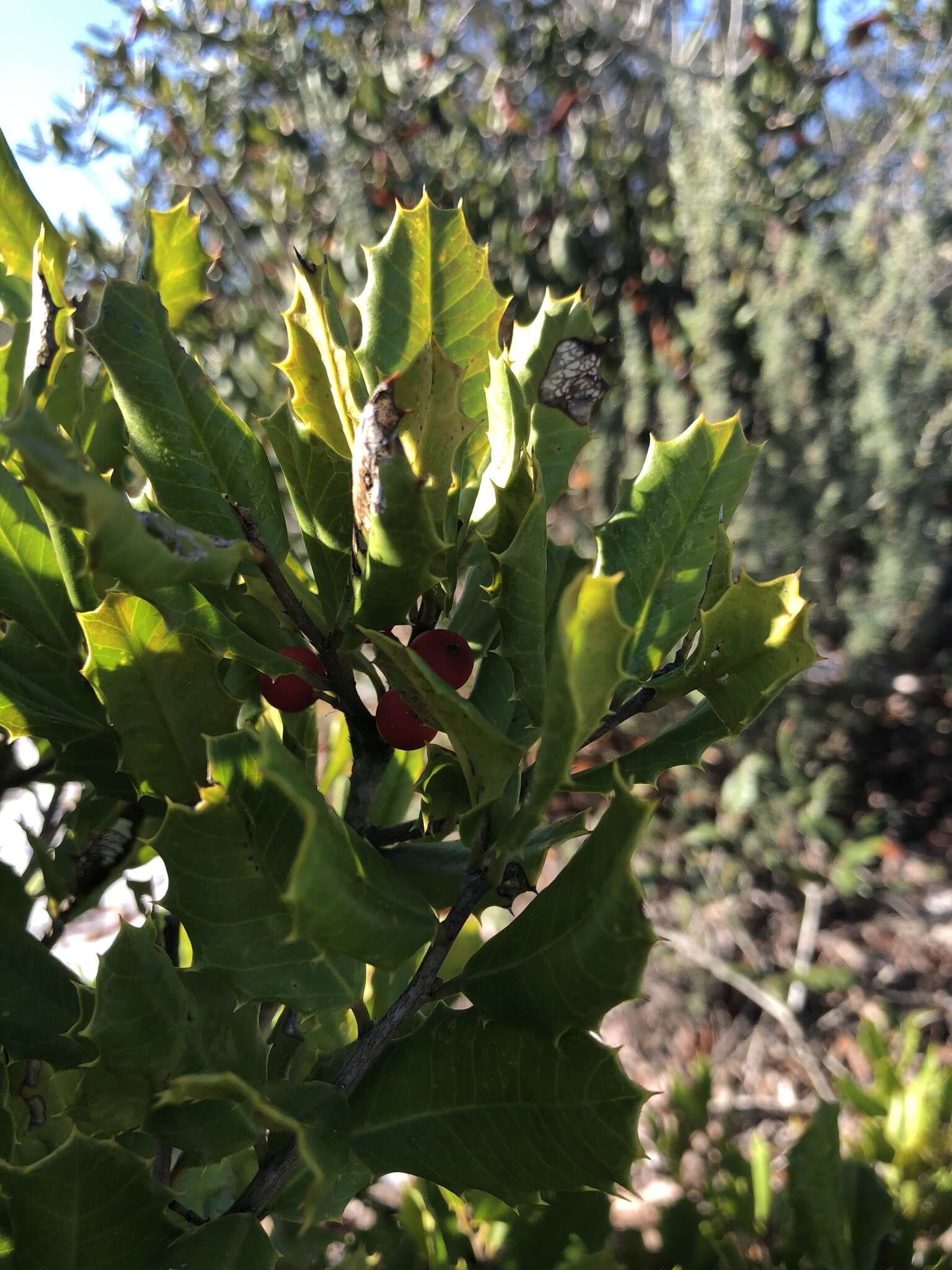 Image of American holly