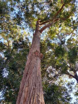 Image of yellow stringybark