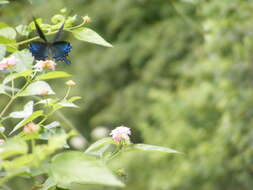 Image of <i>Papilio bianor thrasymedes</i>