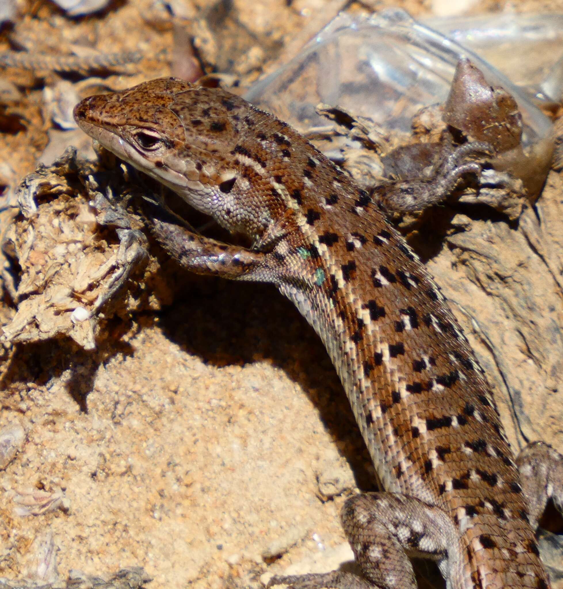 Image of Psammodromus occidentalis Fitze, Gonzalez-jimena, San-jose, San Mauro & Zardoya 2012