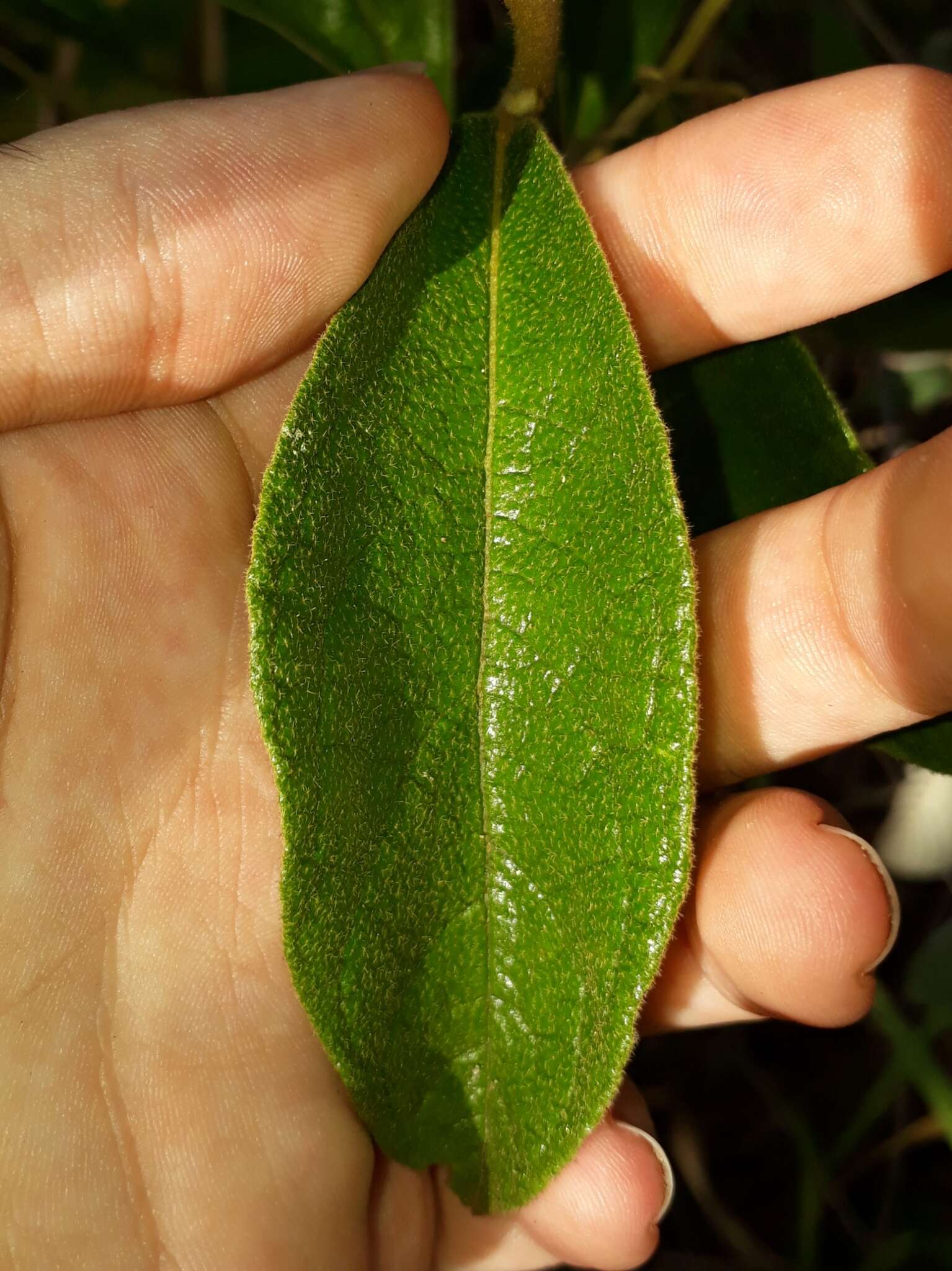 Image of Solanum subumbellatum Vell.