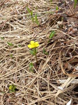 Image of sulphur buttercup