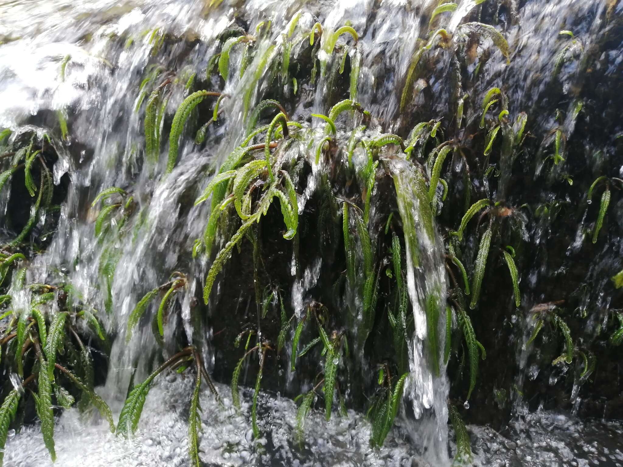 Imagem de Hydrostachys polymorpha Klotzsch