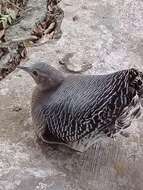 Image of Eastern Thicket Tinamou