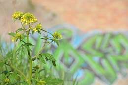 Image of white mustard