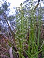 Image of Habenaria araneiflora Barb. Rodr.