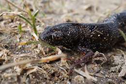 Image of Danube Crested Newt