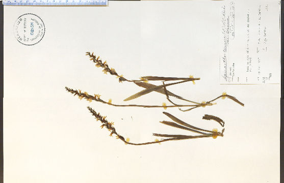 Image of nodding ladies'-tresses