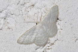 صورة Idaea subsericeata Haworth 1809