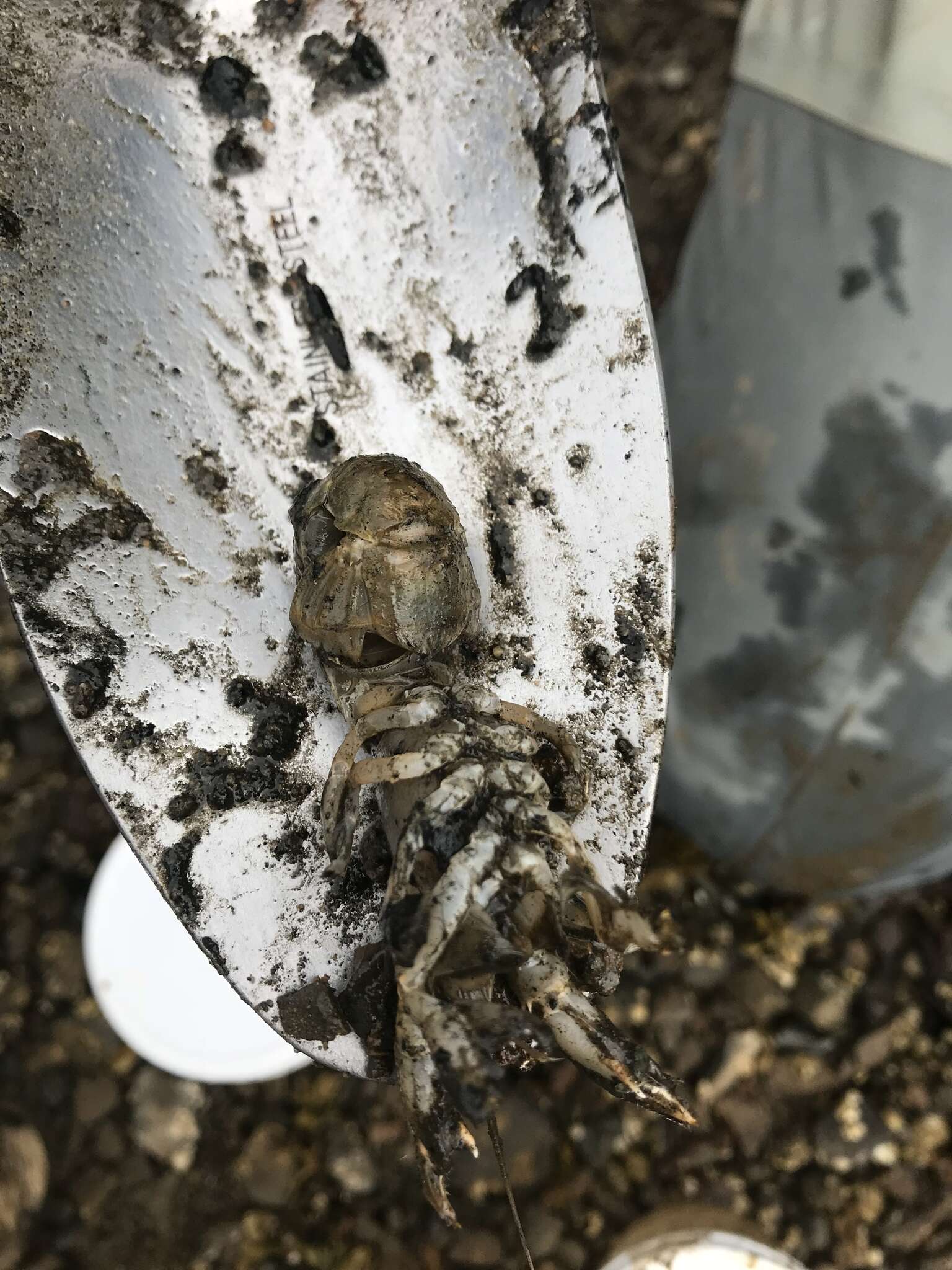 Image of Puget Sound ghost crab