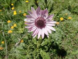 Image of Berkheya purpurea (DC.) Benth. & Hook. fil. ex Mast.