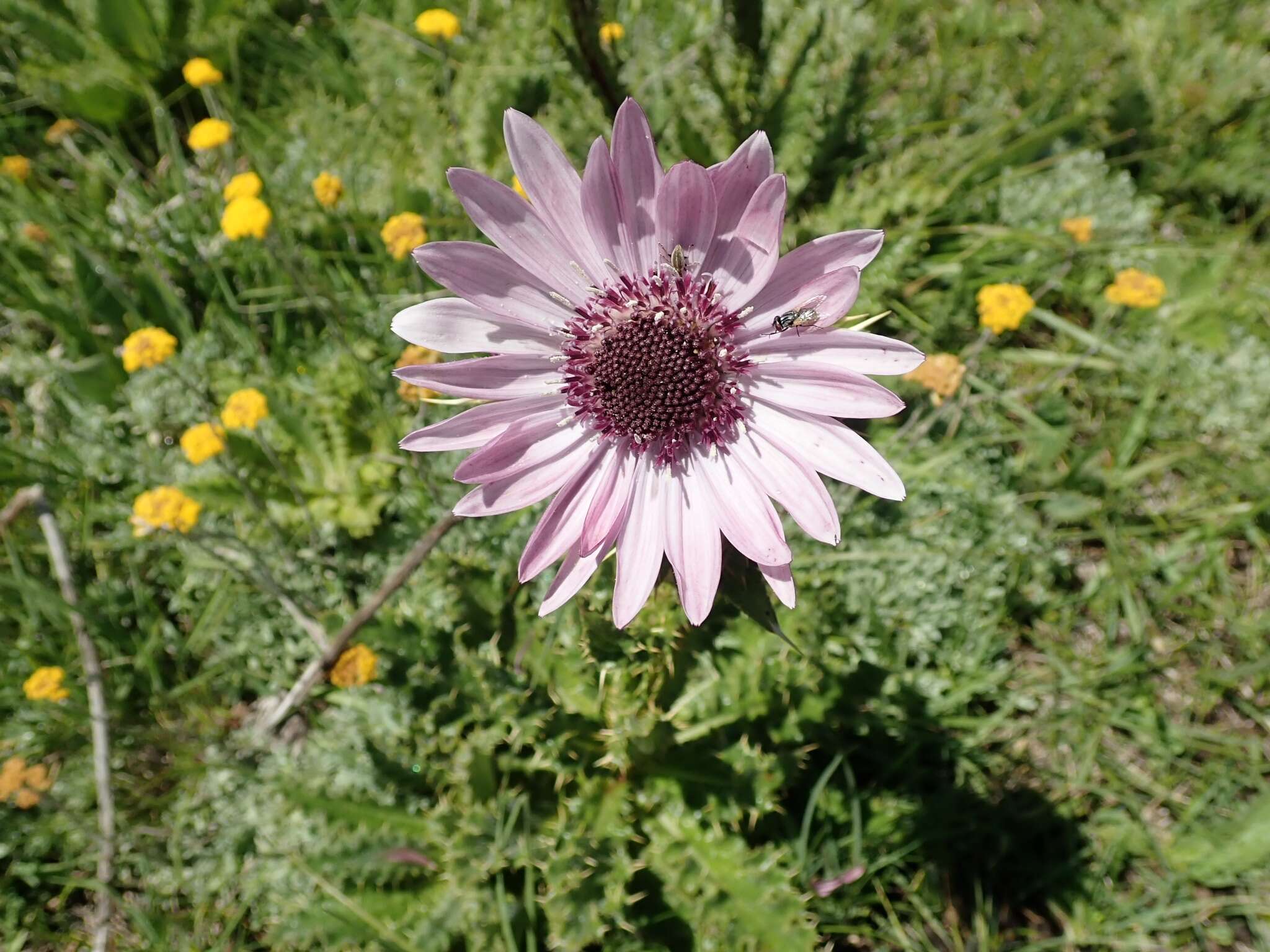 Image of Berkheya purpurea (DC.) Benth. & Hook. fil. ex Mast.