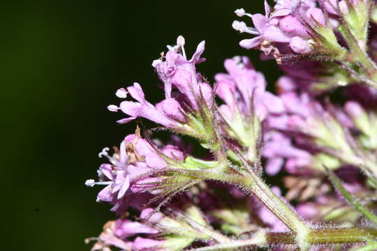 Plancia ëd Valeriana amurensis P. Smirn. ex Kom.