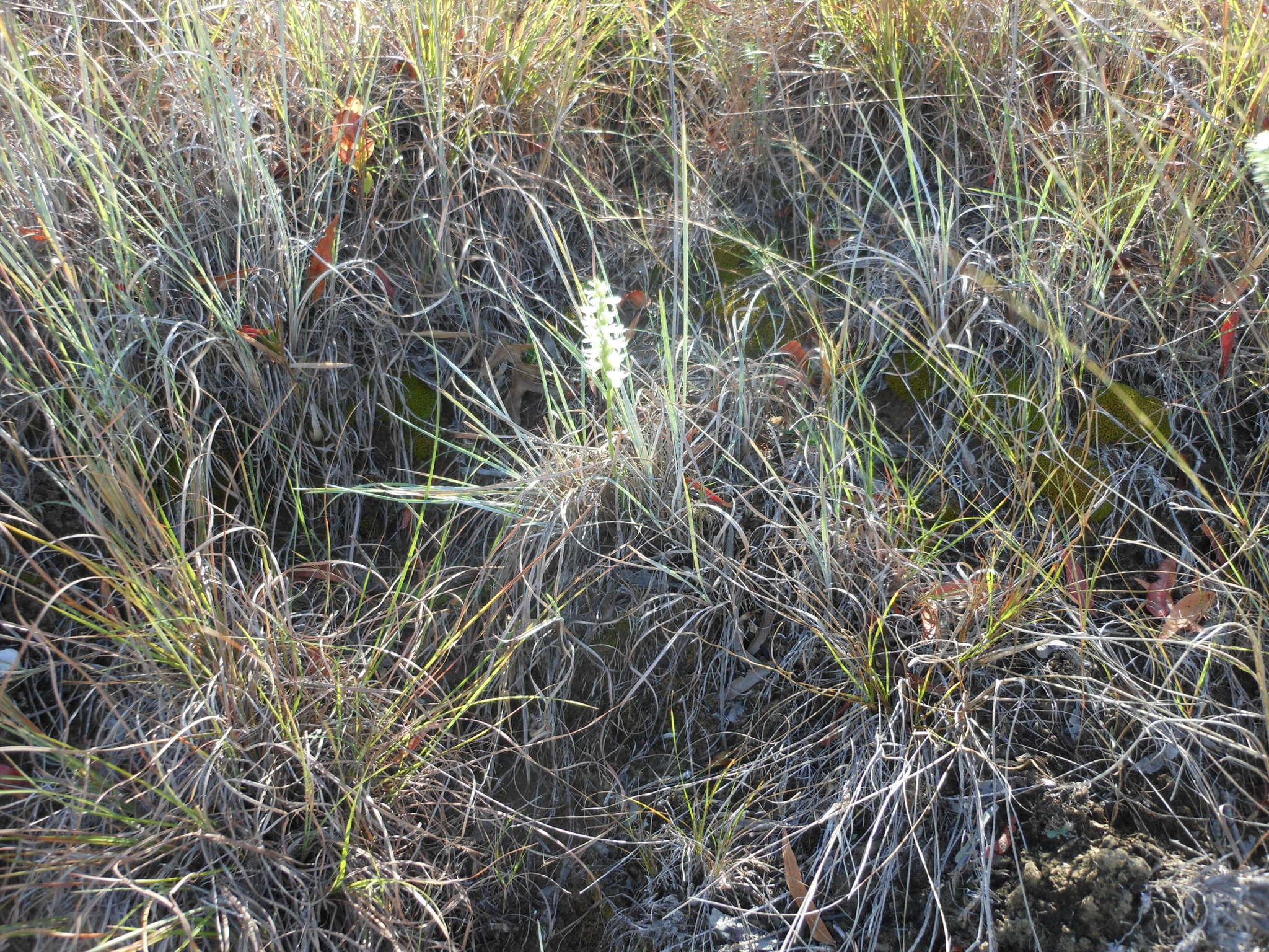 Spiranthes magnicamporum Sheviak的圖片