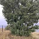 Image of Quercus trojana subsp. trojana