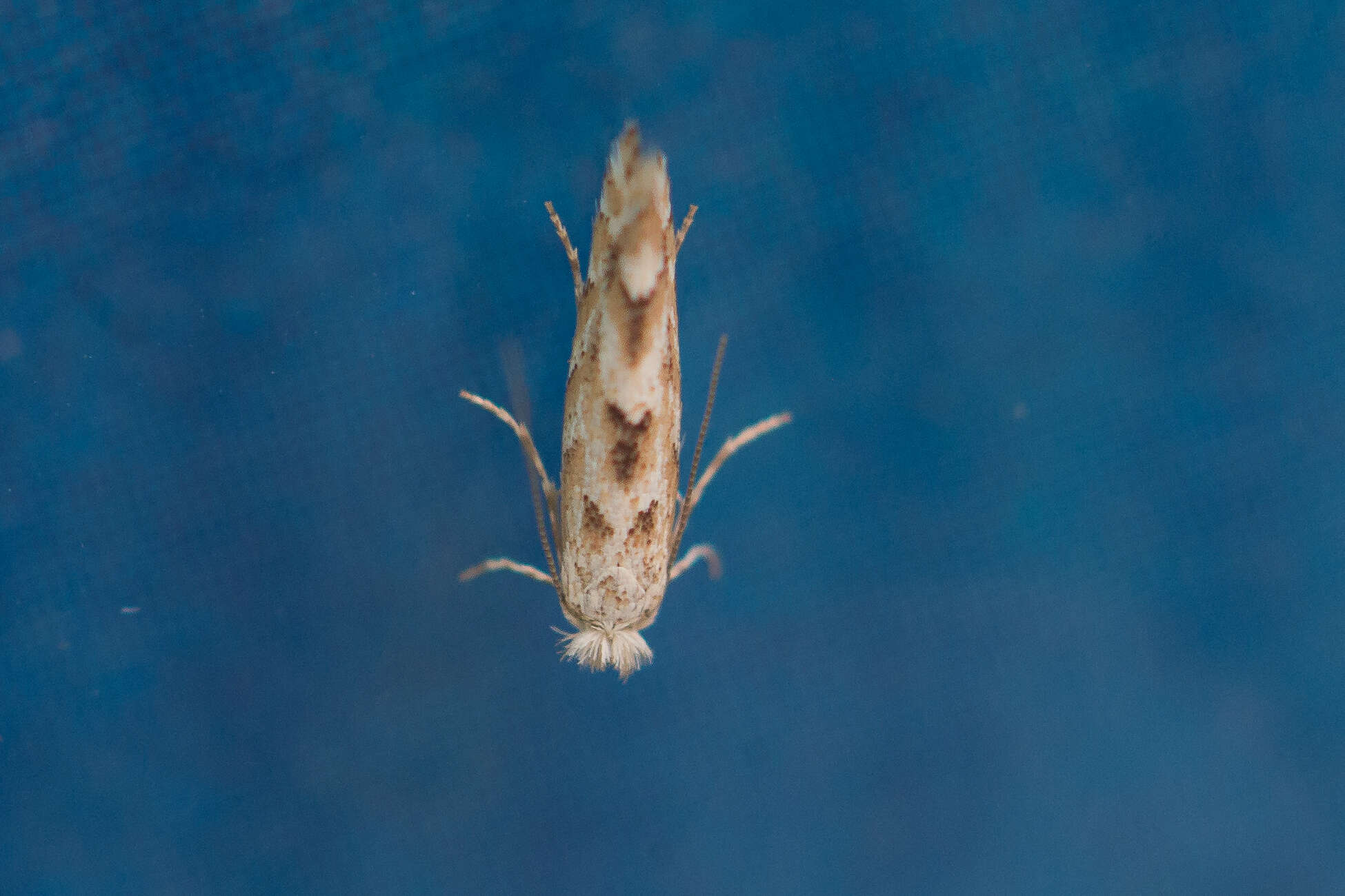 Phyllonorycter sagitella (Bjerkander 1790)的圖片