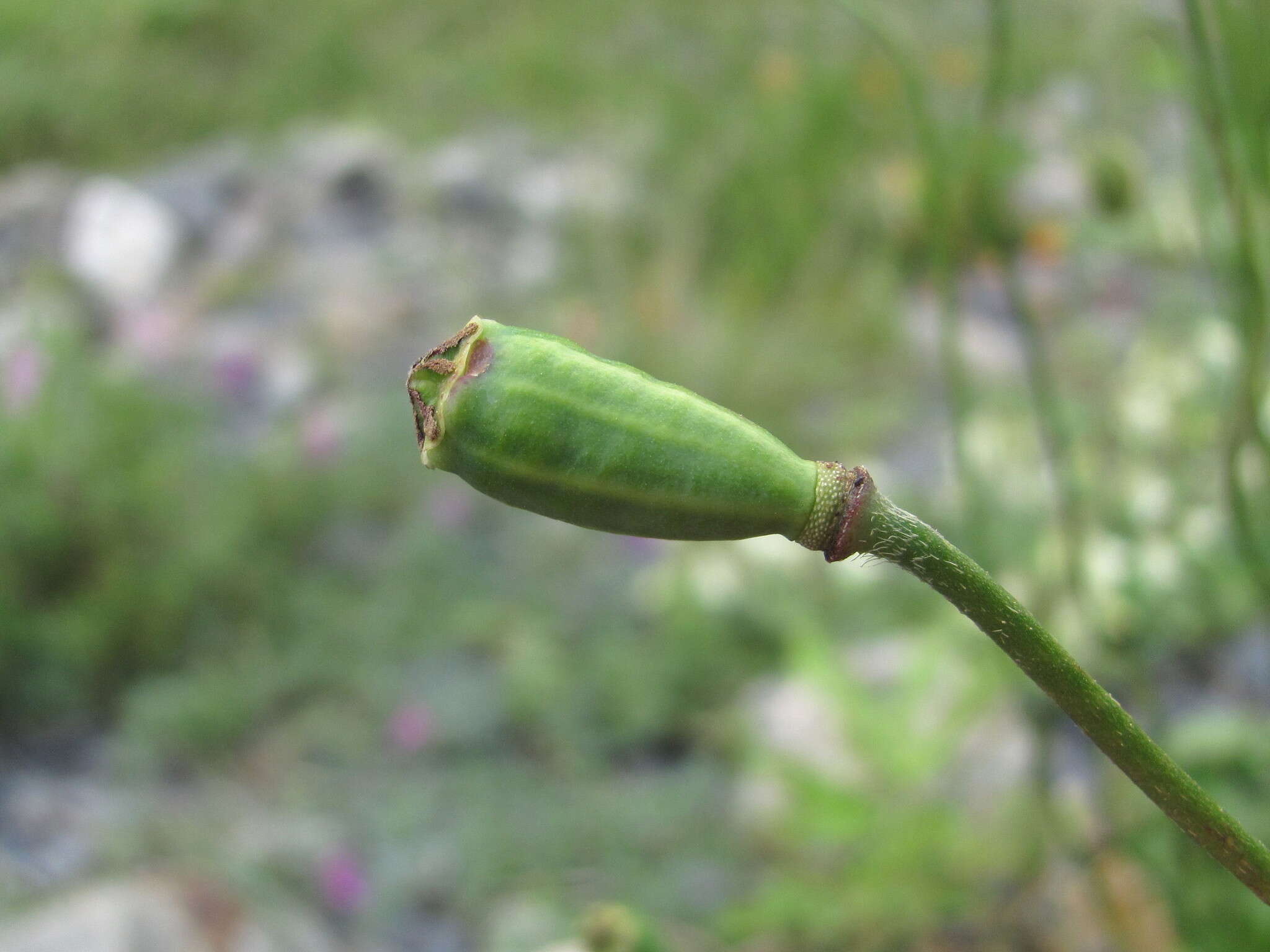 Image of Papaver oreophilum Rupr.