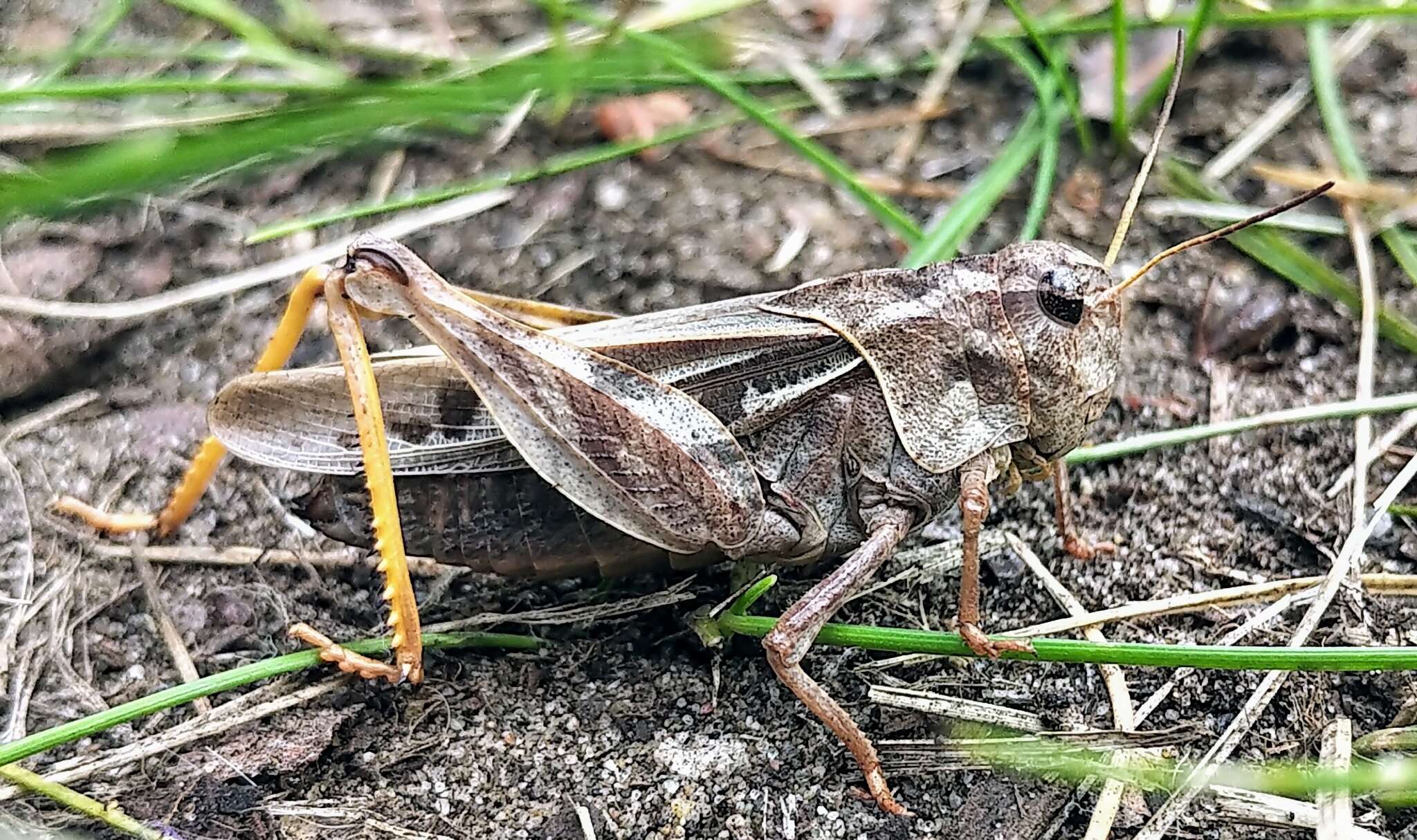 Слика од Pardalophora apiculata (Harris & T. W. 1835)