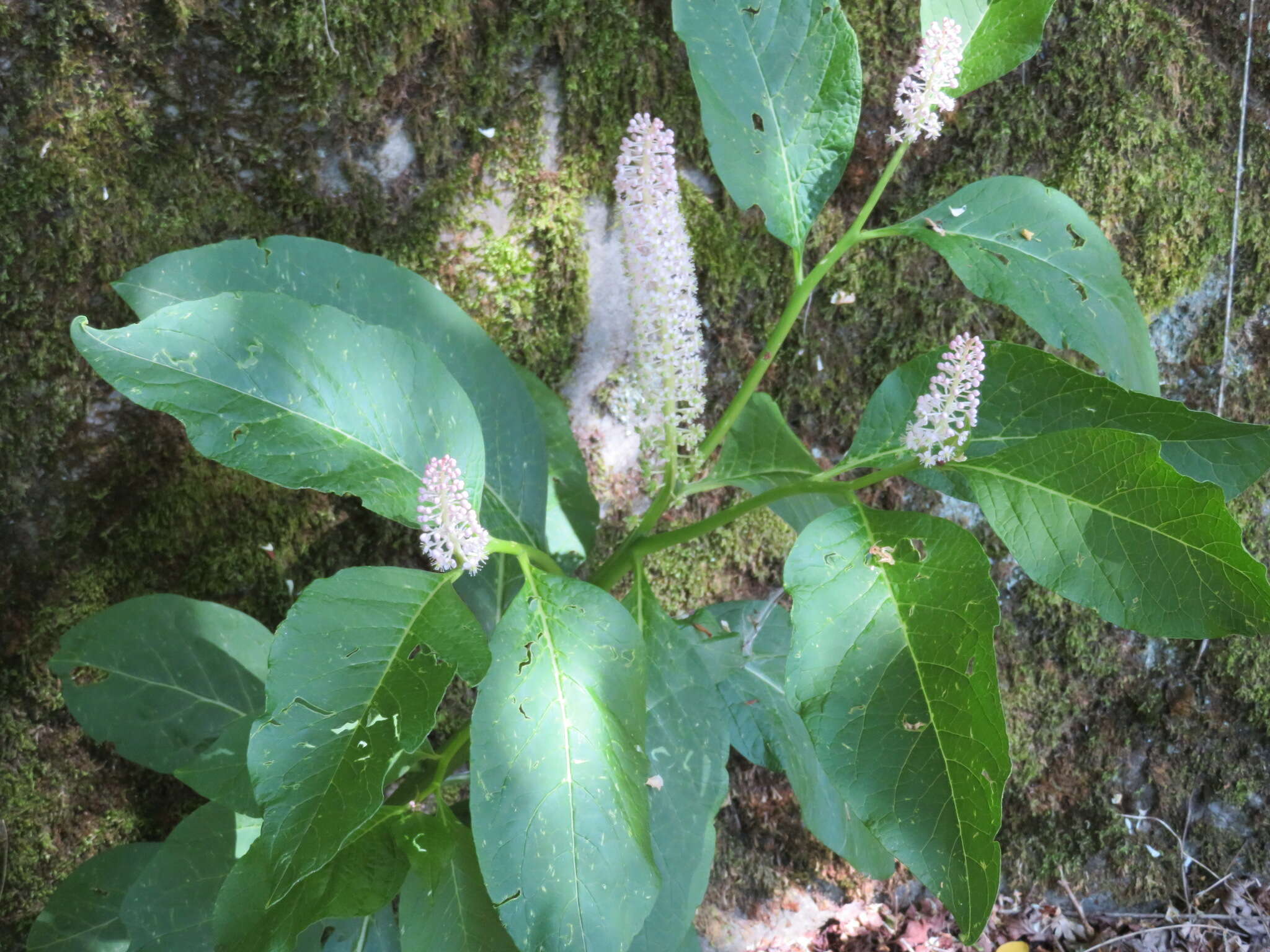 Image of Phytolacca japonica Makino