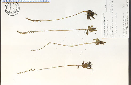 Image of Slender ladies'-tresses