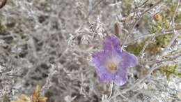 Plancia ëd Nolana leptophylla (Miers) I. M. Johnst.