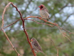 Image of Quelea quelea lathamii (Smith & A 1836)