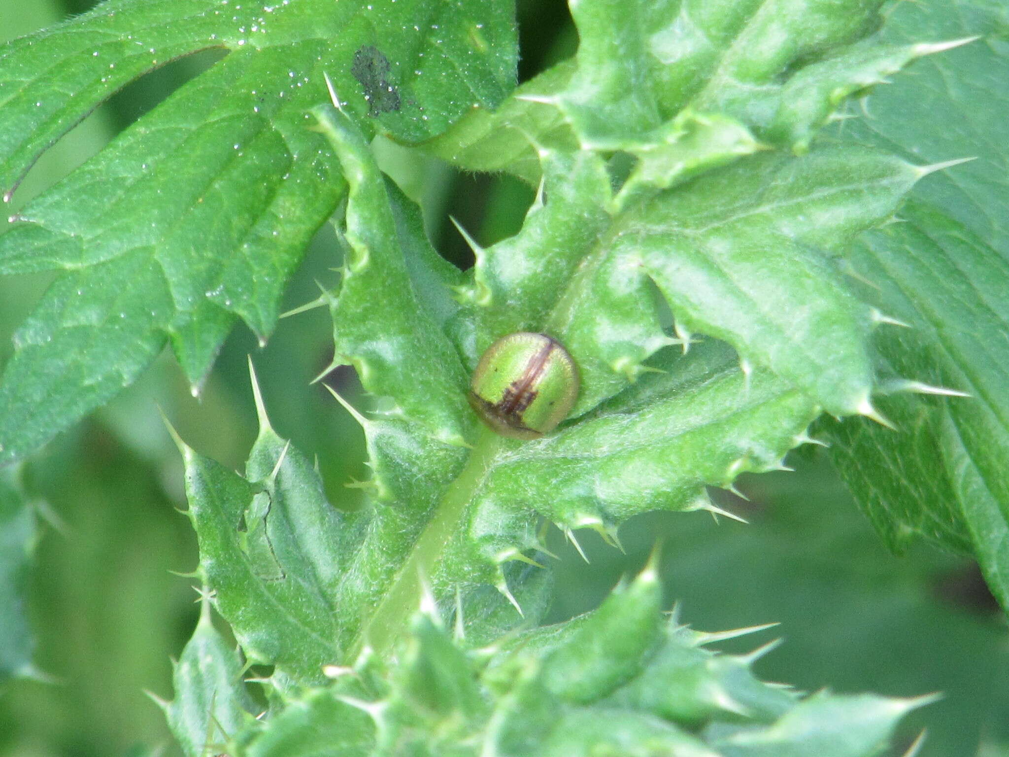 Imagem de Cassida (Cassida) vibex Linnaeus 1767