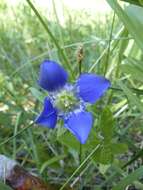 Image of Mendocino gentian