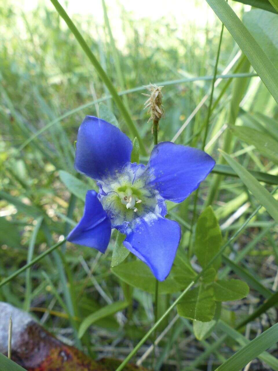 Image of Mendocino gentian