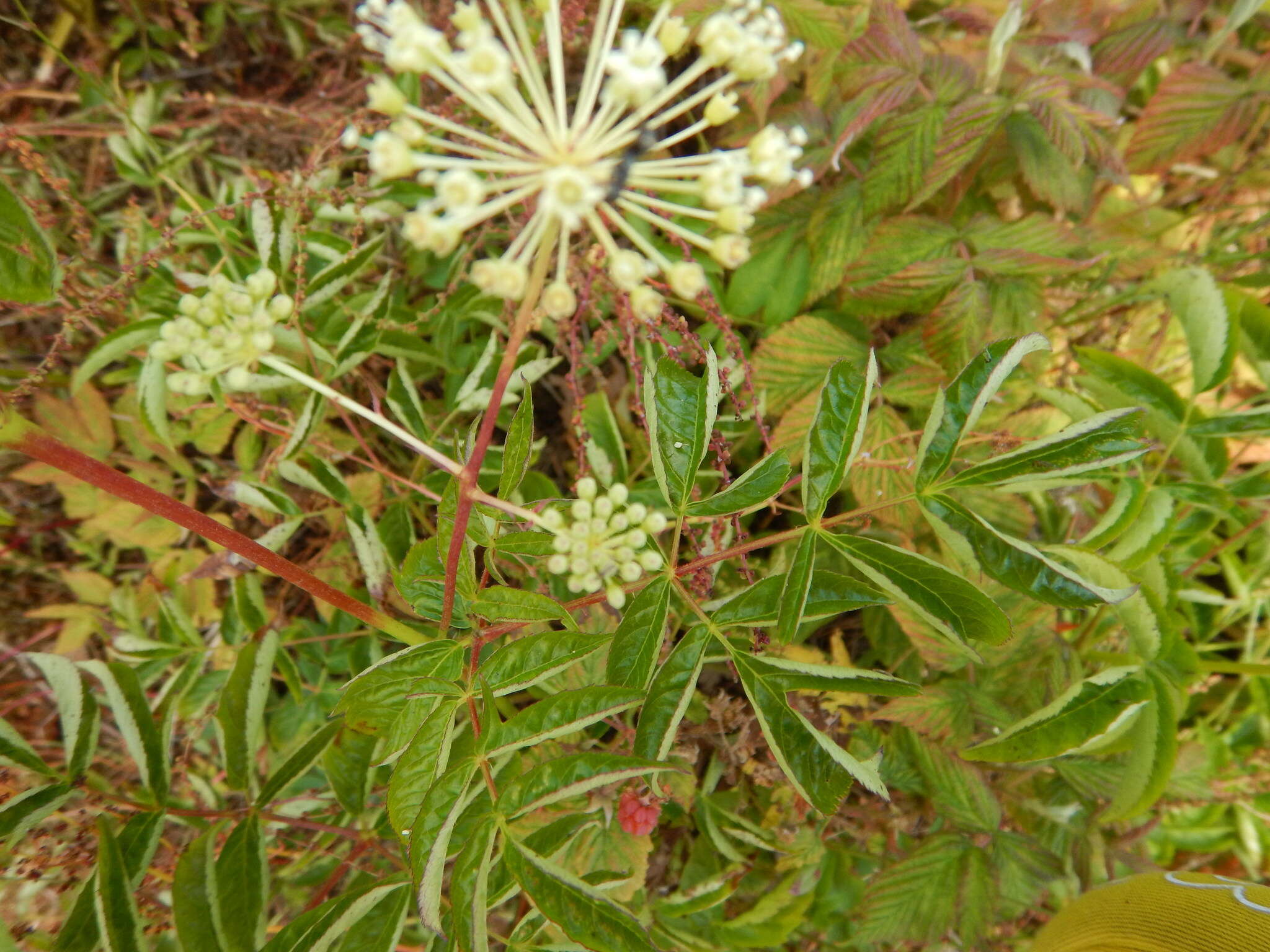 Image of bristly sarsaparilla