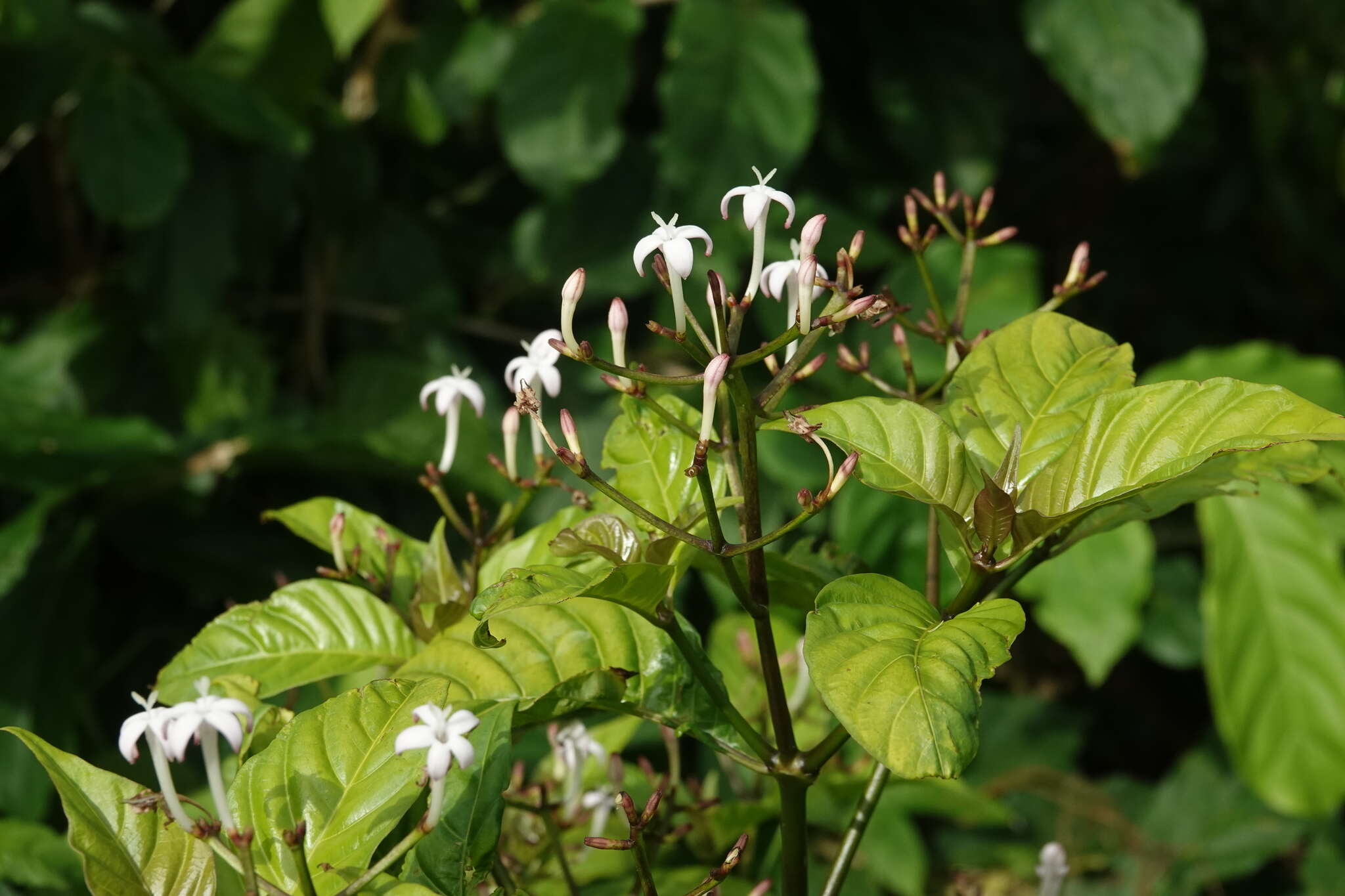 صورة Palicourea domingensis (Jacq.) DC.