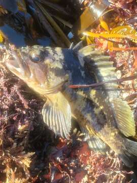 Image of Black-and-yellow rockfish