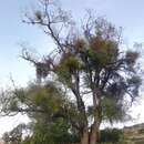 Phoradendron lanceolatum Engelm. ex A. Gray的圖片