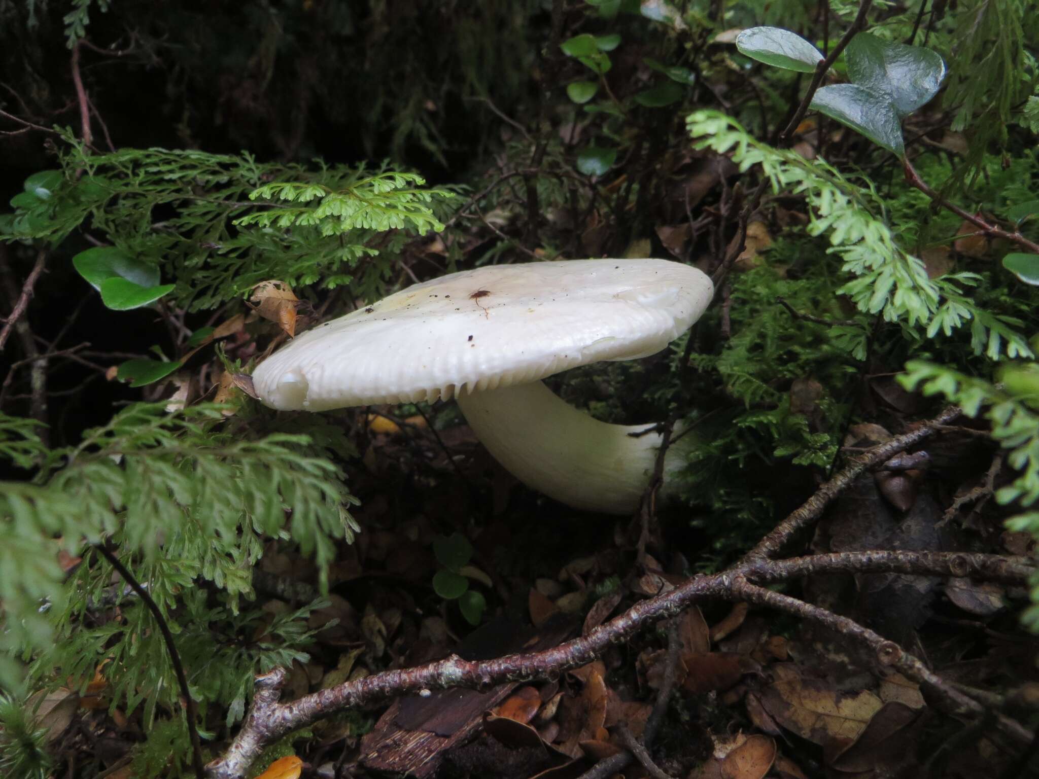 Image of Russula purpureotincta McNabb 1973