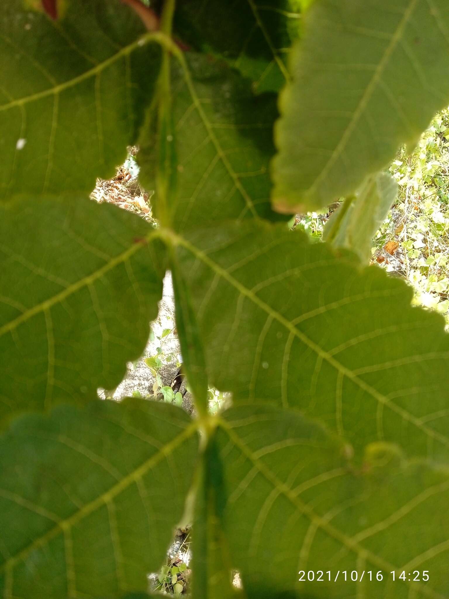 Image of Bursera isthmica Rzed. & Calderón