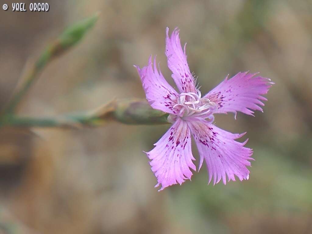 Image of Dianthus pendulus Boiss. & Bl.
