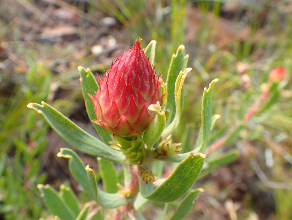 Plancia ëd <i>Leucospermum <i>tottum</i></i> var. tottum