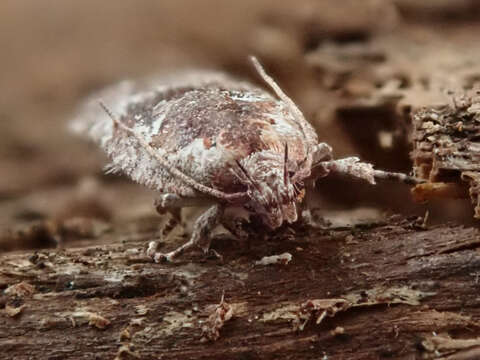 Image of Agonopterix hypericella Hübner 1816