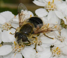 Image of Eristalis gomojunovae Violovitsh 1977