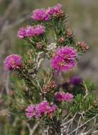 Image de Melaleuca parviceps Lindl.